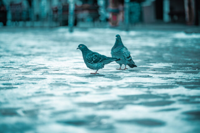 EVENT_KIM_SCHWABE_,-63